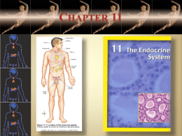 CHAPTER 11   OBJECTIVES AFTER YOU HAVE COMPLETED THIS CHAPTER, YOU SHOULD BE ABLE TO:  1.  Distinguish between endocrine and exocrine glands and define the terms.