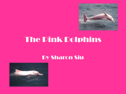 The Pink Dolphins By Sharon Siu   Pink Dolphins? They are unique and wonderful. They can also be called Chinese White Dolphins.   Diet Dolphin’s Diet includes: - Salmon - Shrimp - Tuna   Population The population has.