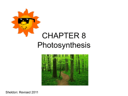 CHAPTER 8 Photosynthesis  Sheldon: Revised 2011   PLANTS USE • SUNLIGHT ENERGY TO MAKE THEIR OWN FOOD  • You Tube Plants and Sunlight   Where does your energy come from? •