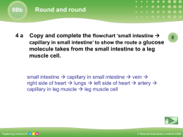 8Bb  4a  Round and round  Copy and complete the flowchart ‘small intestine  capillary in small intestine’ to show the route a glucose molecule takes.