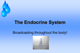The Endocrine System Broadcasting throughout the body!   PURPOSE of Endocrine System • GLANDS RELEASE PRODUCTS (HORMONES) INTO BLOODSTREAM  • PRODUCTS (HORMONES) BROADCAST MESSAGES TO BODY LIKE.