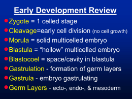 Early Development Review   Zygote = 1 celled stage  Cleavage=early cell division (no cell growth)  Morula = solid multicelled embryo  Blastula.