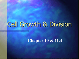 Cell Growth & Division Chapter 10 & 11.4 Vocabulary 1. 2. 3. 4. 5. 6. 7. 8.  9. 10. 11. 12.  cell division chromatid centromere interphase cell cycle mitosis prophase centriole spindle Metaphase anaphase telophase  13. 14. 15. 16. 17. 18. 19. 20. 21. 22. 23.  cytokinesis homologous diploid haploid meiosis tetrad crossing-over gamete cyclin cancer stem cell.