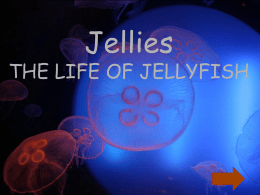 Jellies  THE LIFE OF JELLYFISH   Easy, not complicated a) millions b) drift  c) simple d) decide     A very large number a) decide b) disgusting  c) wrapped d) millions    Less strong a) weaker b) choices  c)