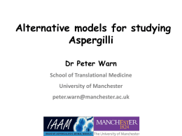 Alternative models for studying Aspergilli Dr Peter Warn School of Translational Medicine University of Manchester  peter.warn@manchester.ac.uk   First The Good News &bull; This should be the only slide.