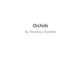 Orchids By Theodore Roethke   They lean over the path,   Adder-mouthed,   Swaying close to the face,   Coming out, soft and deceptive,   Limp and damp, delicate as a.