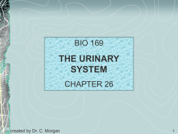 BIO 169  THE URINARY SYSTEM CHAPTER 26  created by Dr. C. Morgan   TOPICS  Introduction and Organization Kidney Structure and Blood Supply Renal Physiology Urine Transport, Storage, and Elimination Aging and.