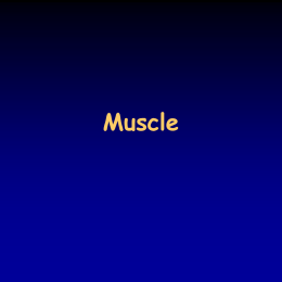Muscle   Movement with muscles  2/20  • movement is one of the most prominent characteristics of animal life • it can be either amoeboid, or more complicated.