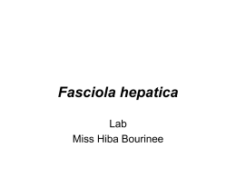 Fasciola hepatica Lab Miss Hiba Bourinee Medically significant trematodes Common name  Intermediate host  Biological vector  Reservoir host  Giant intestinal fluke  snail  Water planets(eg. , water chestnut  Pigs, dogs, rabbit, humans  Fasciola hepatica  Sheep liver fluke  snail  Water planets(eg.