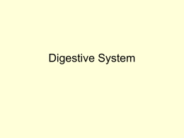 Digestive System Organisms human  tree  Organ systems stem  Organs  leaf  heart cardiac tissue  leaf tissues  brain  Tissues nerve cell  Cells  Molecules  Atoms  DNA molecules Functions of the Digestive System Cells require nutrients obtained from food and oxygen The Digestive.