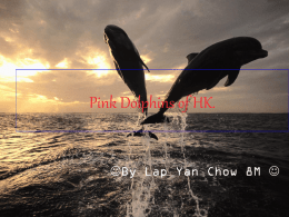 Pink Dolphins of HK.  By Lap Yan Chow 8M  What are Pink Dolphins? • Pink Dolphins are the only species of dolphins.