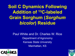 Soil C Dynamics Following Addition of 13C-labeled Grain Sorghum (Sorghum bicolor) Residue Paul White and Dr.