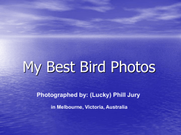 My Best Bird Photos Photographed by: (Lucky) Phill Jury in Melbourne, Victoria, Australia.