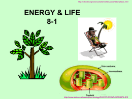 http://vilenski.org/science/safari/cellstructure/chloroplasts.html  ENERGY & LIFE 8-1  http://www.science.siu.edu/plant-biology/PLB117/JPEGs%20CD/0076.JPG http://www.newtonswindow.com/problem-solving.htm  Remember from BIO 1 AUTOTROPHS _____________ can make their own food using energy from sunlight. Ex: Green plants, a few bacteria http://www.seorf.ohiou.edu/~tstork/compass.rose/photosynthesis/chloro_sun_bathing.gif.
