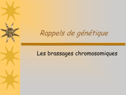 Rappels de génétique Les brassages chromosomiques   Notions de base : structure du chromosome et disposition des allèles  CHROMATIDE = une molécule d’ADN CENTROMERE   Notions de base :