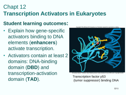 Chapt 12 Transcription Activators in Eukaryotes Student learning outcomes: • Explain how gene-specific activators binding to DNA elements (enhancers) activate transcription. • Activators contain at least 2 domains: