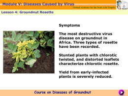 Module V: Diseases Caused by Virus Virtual Academy for the Semi Arid Tropics  Lesson 4: Groundnut Rosette  Symptoms The most destructive virus disease on groundnut.