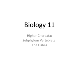 Biology 11 Higher Chordata: Subphylum Vertebrata: The Fishes   Higher Chordata Objectives: Vertebrata  • Describe the 3 Classes and an example animal • Anatomy of a ray finned.