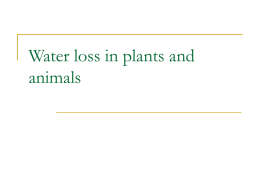 Water loss in plants and animals   adaptations of a range of terrestrial Australian plants that assist in minimising water loss:           Spinifex grass has extensive.