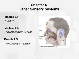 Chapter 6 Other Sensory Systems Module 6.1: Audition Module 6.2: The Mechanical Senses Module 6.3 The Chemical Senses   Audition: The Sense of Hearing • Physical stimulus: sound waves • Sound waves.
