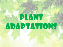 PLANT ADAPTATIONS   RAIN FORESTS • Tropical rain forests are dense, which is why leaves have adapted to try to capture as much light as.