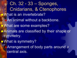 Ch. 32 - 33 – Sponges, Cnidarians, & Ctenophores  What  is an invertebrate? An animal without a backbone.  What are some examples?  Animals.