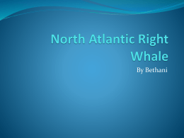 By Bethani   PHYSICAL CHARACTERISTICS  The length of the North  Atlantic Right Whale is up to 55 ft.  The North Atlantic Right Whale can weigh.