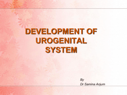 DEVELOPMENT OF UROGENITAL SYSTEM  By Dr Samina Anjum   PHYLOGENETIC STAGES • Pronephros, a structure similar to that found in primitive vertebrates. • Mesonephros, a more advanced system found in.