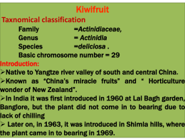 Kiwifruit Taxnomical classification  Family =Actinidiaceae, Genus = Actinidia Species =deliciosa . Basic chromosome number = 29 Introduction: Native to Yangtze river valley of south and central China. Known as “China’s miracle.