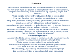 Skeletons &bull;All the struts, none of the ties; strut resists compression, tie resists tension &bull;&ldquo;the form of an object is a diagram.