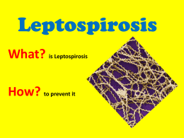 Leptospirosis What? is Leptospirosis  How? to prevent it   What is Leptospirosis?  is caused by the Leptospira bacteria  The disease can come from rats, cattle, pigs, horses, dogs,