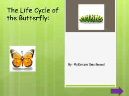 The Life Cycle of the Butterfly:  By: McKenzie Smallwood            Content Area: Science Grade Level: 2nd Summary: The purpose of this power point is to inform students.