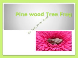 Pine wood Tree Frog   Common name is Pinewood Tree Frog  Scientific name is Hyla Femoralis  Also known as Morse Code Frog   NAME          Lives.