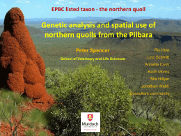EPBC listed taxon - the northern quoll  Genetic analysis and spatial use of northern quolls from the Pilbara Peter Spencer School of Veterinary and.