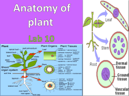 Roots  Stems Leaves     Dicot Root  Monocot Root   epidermis  cortex cortex  endodermis pericycle  stele pith  pith  phloem xylem   cortex endodermis  pericycle  epidermis cortex stele xylem phloem     sclerenchyma  phloem  epidermis  vascular bundles ground tissue  xylem parenchyma   epidermis phloem cortex vascular bundle pith  vascular cambium xylem     Cuticle Palisade Parenchyma  Epidermis  Vascular bundles Guard Cells  Spongy Parenchyma  Stoma    Midvein  Vein  Bundle sheath cell  Epidermis  Phloem Xylem  Bulliform Cells  Stoma Roots  Stems Leaves     Dicot Root  Monocot Root   epidermis  cortex cortex  endodermis pericycle  stele pith  pith  phloem xylem   cortex endodermis  pericycle  epidermis cortex stele xylem phloem     sclerenchyma  phloem  epidermis  vascular bundles ground tissue  xylem parenchyma   epidermis phloem cortex vascular bundle pith  vascular cambium xylem     Cuticle Palisade Parenchyma  Epidermis  Vascular bundles Guard Cells  Spongy Parenchyma  Stoma    Midvein  Vein  Bundle sheath cell  Epidermis  Phloem Xylem  Bulliform Cells  Stoma.