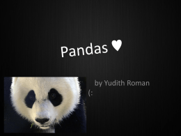 by Yudith Roman (:   Where do pandas live?  Pandas live in temperate-zone bamboo forest in Central China.   Visit pandas at the zoo. You can also.