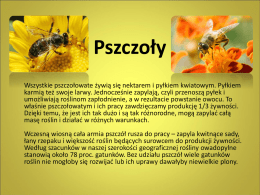 Pszczoły Wszystkie pszczołowate żywią się nektarem i pyłkiem kwiatowym. Pyłkiem karmią też swoje larwy.