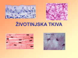 ŽIVOTINJSKA TKIVA   ŽIVOTINJSKA TKIVA • Tkivo je skup ćelija iste građe, funkcije i embrionalnog porekla • Nauka koja proučava tkiva: HISTOLOGIJA • U telu životinja.