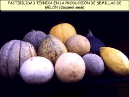 FACTIBILIDAD TÉCNICA EN LA PRODUCCIÓN DE SEMILLAS DE MELÓN (Cucumis melo)