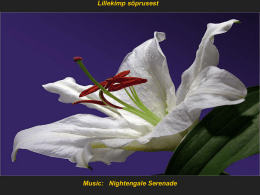 Lillekimp sõprusest  Music: Nightengale Serenade    Maailmas on vähemalt 2 inimest, kelle eest oleksid valmis surema ja vähemalt 15 inimest, keda armastad mingil viisil.   Ainus.