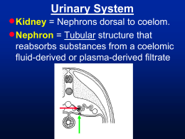 Urinary System   Kidney = Nephrons dorsal to coelom.  Nephron = Tubular structure that reabsorbs substances from a coelomic fluid-derived or plasma-derived filtrate.