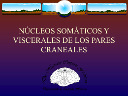 NÚCLEOS SOMÁTICOS Y VISCERALES DE LOS PARES CRANEALES   Núcleos somáticos y viscerales de los pares craneales   Definición   Núcleos de sustancia gris que se encuentran a lo.