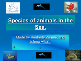 Species of animals in the Sea. Made by Kimberly Zammit and Jelena Attard.   Whales   Whales are large, magnificent, intelligent, aquatic mammals. They breathe air through (blowholes) into lungs.