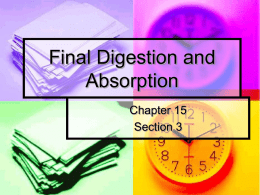 Final Digestion and Absorption Chapter 15 Section 3   Key Concepts     What digestive processes occur in the small intestine, and how are other digestive organs involved? What role does the.