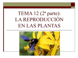 TEMA 12 (2ª parte): LA REPRODUCCIÓN EN LAS PLANTAS   Tipos de reproducción en las plantas   Reproducción asexual:       Los individuos se forman a partir de un.