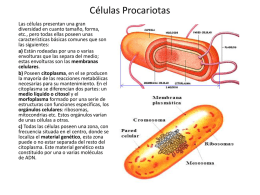Células Procariotas Las células presentan una gran diversidad en cuanto tamaño, forma, etc., pero todas ellas poseen unas características básicas comunes que son las siguientes: a)