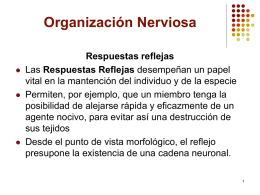 Organización Nerviosa        Respuestas reflejas Las Respuestas Reflejas desempeñan un papel vital en la mantención del individuo y de la especie Permiten, por ejemplo, que.