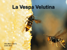 Afra Boix i Torr&agrave; 14-03-2015   Per qu&egrave; m&rsquo;interessa aquest tema?   Perqu&egrave; &eacute;s perillosa per les abelles?     Objectius del treball &bull; Qu&egrave; representa l&rsquo;arribada d&rsquo;aquesta vespa? &bull;