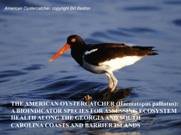 THE AMERICAN OYSTERCATCHER (Haematopus palliatus): A BIOINDICATOR SPECIES FOR ASSESSING ECOSYSTEM HEALTH ALONG THE GEORGIA AND SOUTH CAROLINA COASTS AND BARRIER ISLANDS   Terry M.