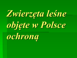 Zwierzęta leśne objęte w Polsce ochroną   Ssaki   Wiewiórka Ubarwienie wiewiórki jest różne, od barwy rudej po czarno-brunatną, spód ciała biały. Charakterystyczną cechą jest puszysty ogon, zimą.